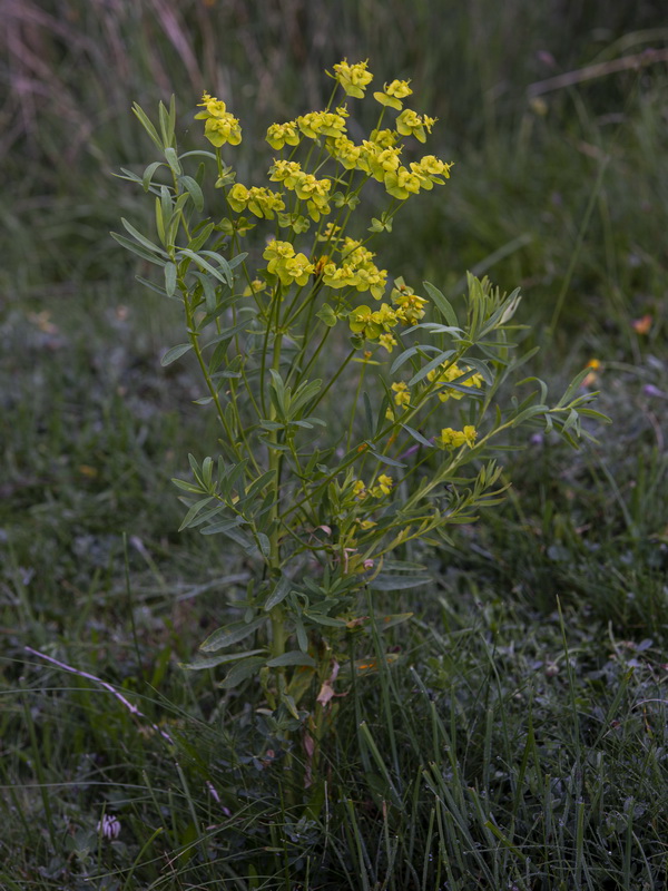 Euphorbia esula esula.04