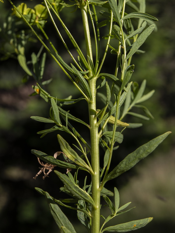 Euphorbia esula esula.07