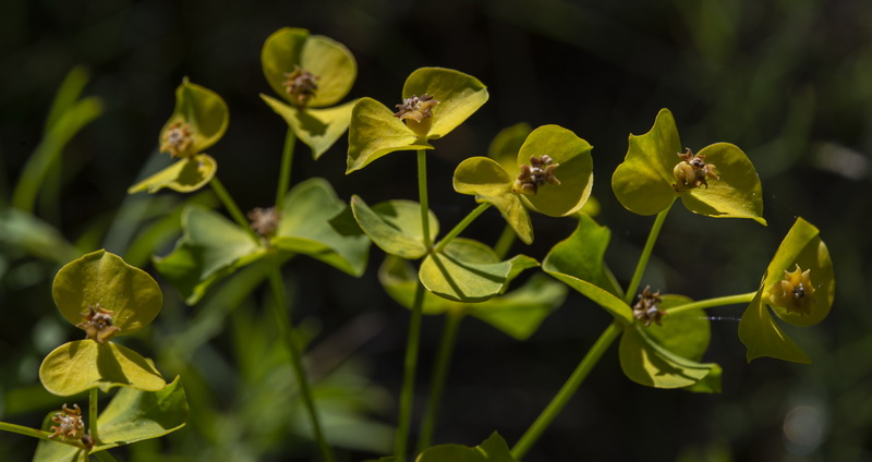 Euphorbia esula esula.11