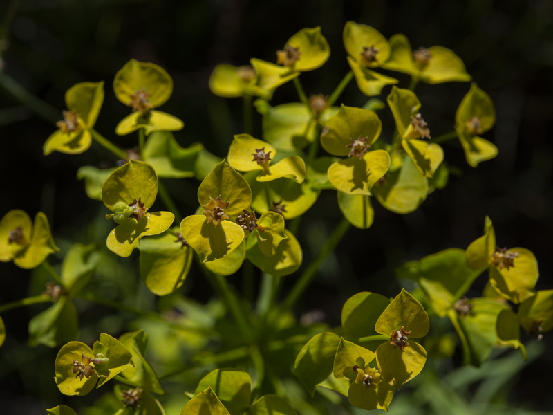 Euphorbia esula esula.12