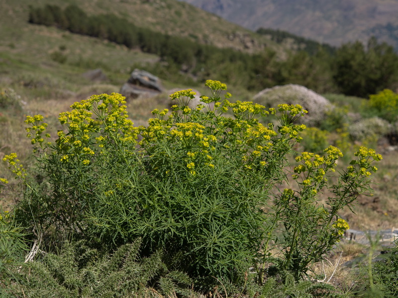 Euphorbia esula esula.01