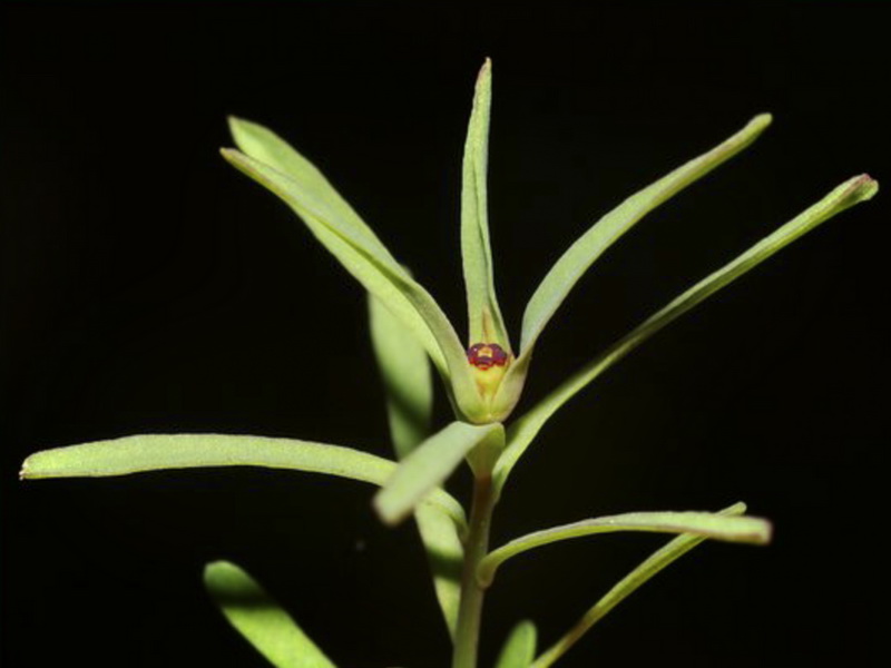 Euphorbia exigua exigua.03
