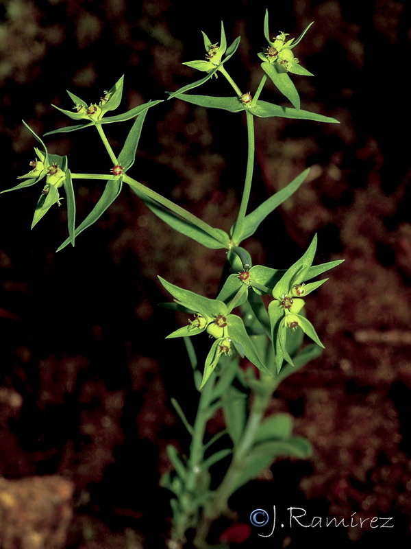 Euphorbia exigua exigua.12