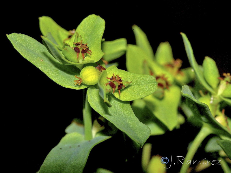 Euphorbia exigua exigua.17