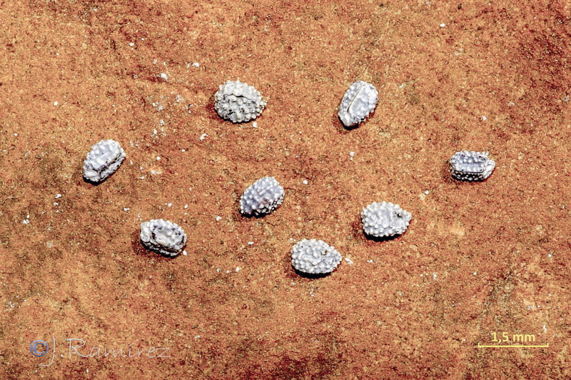 Euphorbia exigua exigua.19