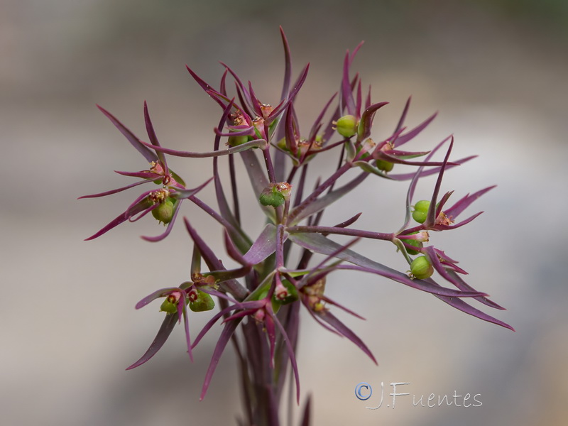 Euphorbia exigua exigua.21