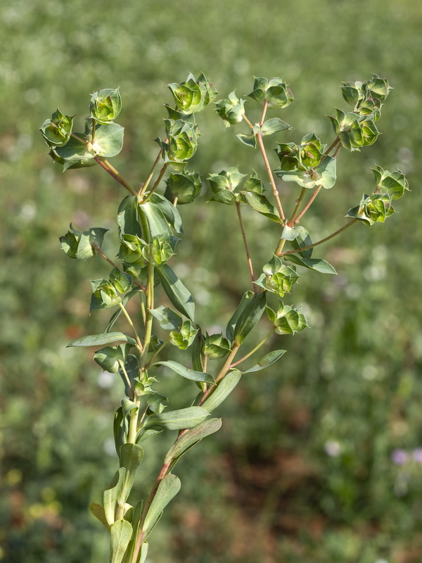 Euphorbia falcata falcata.01