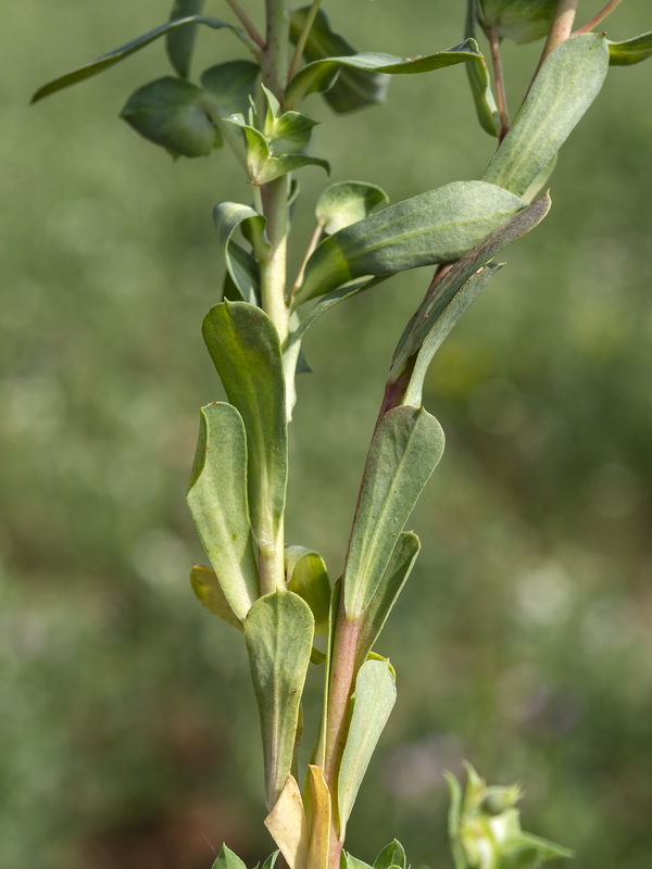 Euphorbia falcata falcata.02
