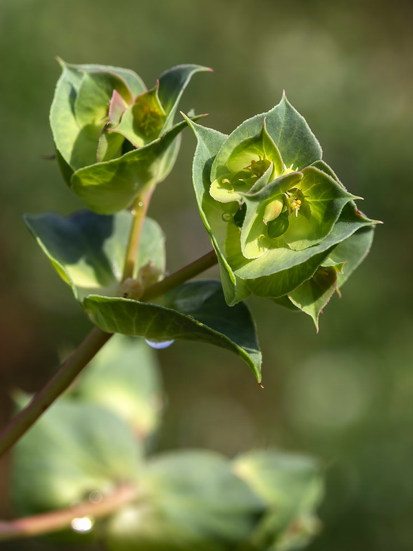 Euphorbia falcata falcata.08