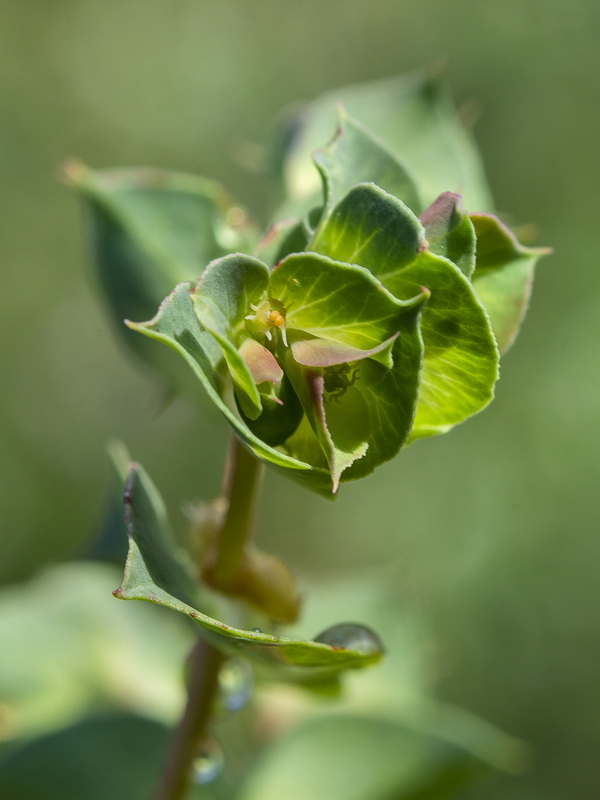 Euphorbia falcata falcata.09