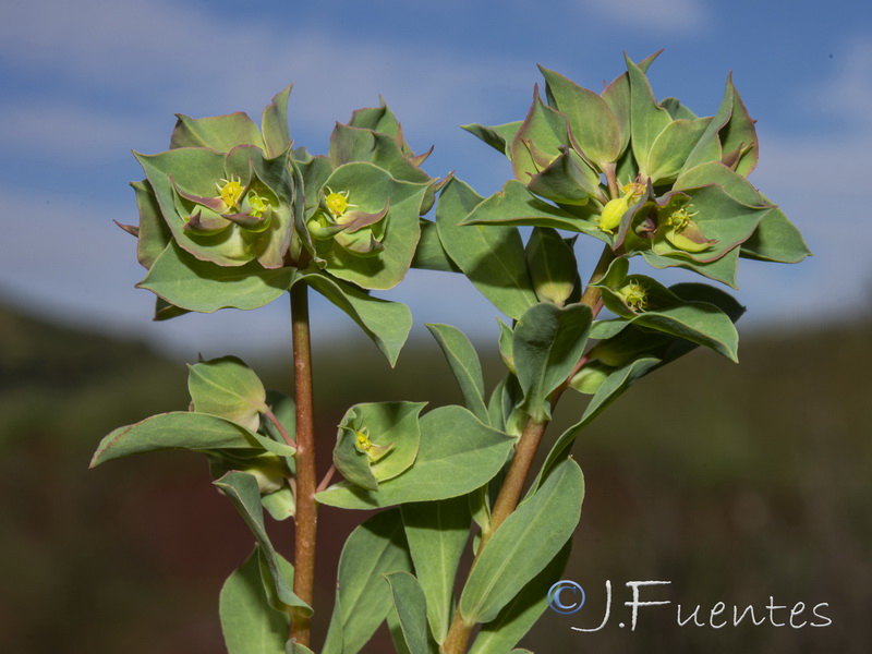 Euphorbia falcata falcata.04
