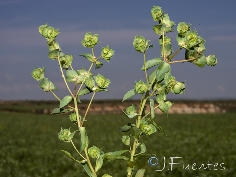 Euphorbia falcata falcata.01