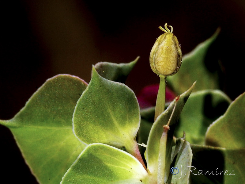 Euphorbia falcata falcata.14