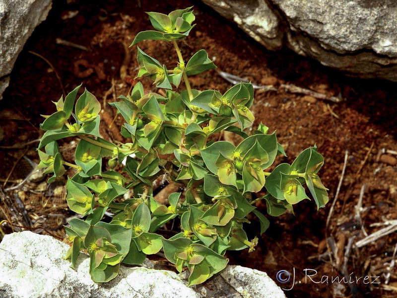 Euphorbia falcata falcata.16