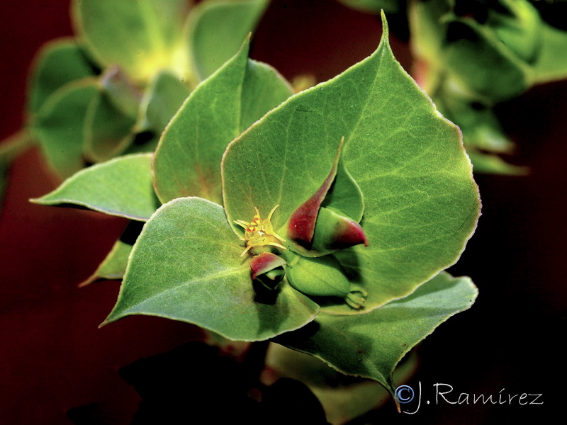 Euphorbia falcata falcata.17