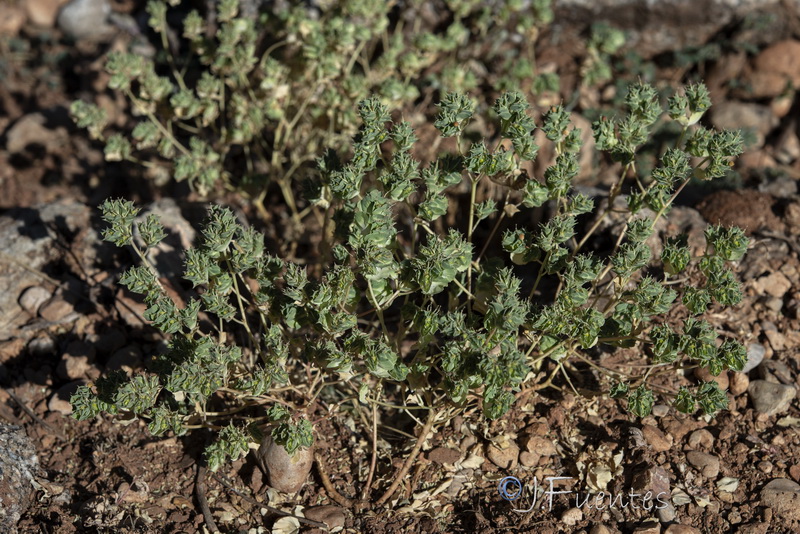 Euphorbia falcata falcata.32