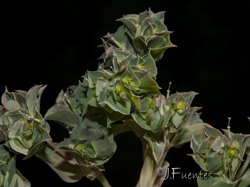 Euphorbia falcata falcata.35