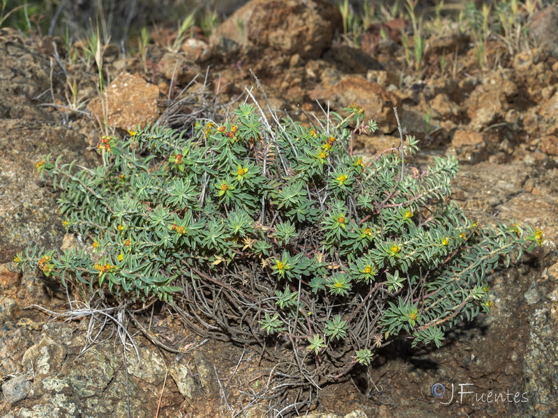 Euphorbia flavicoma bermejense.04