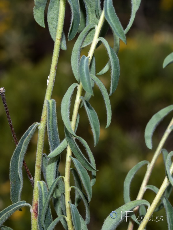 Euphorbia flavicoma bermejense.06