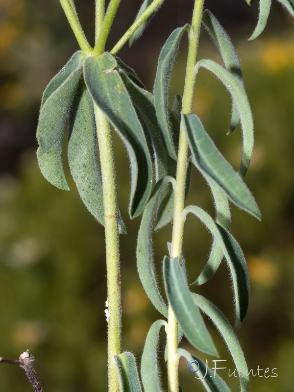 Euphorbia flavicoma bermejense.07