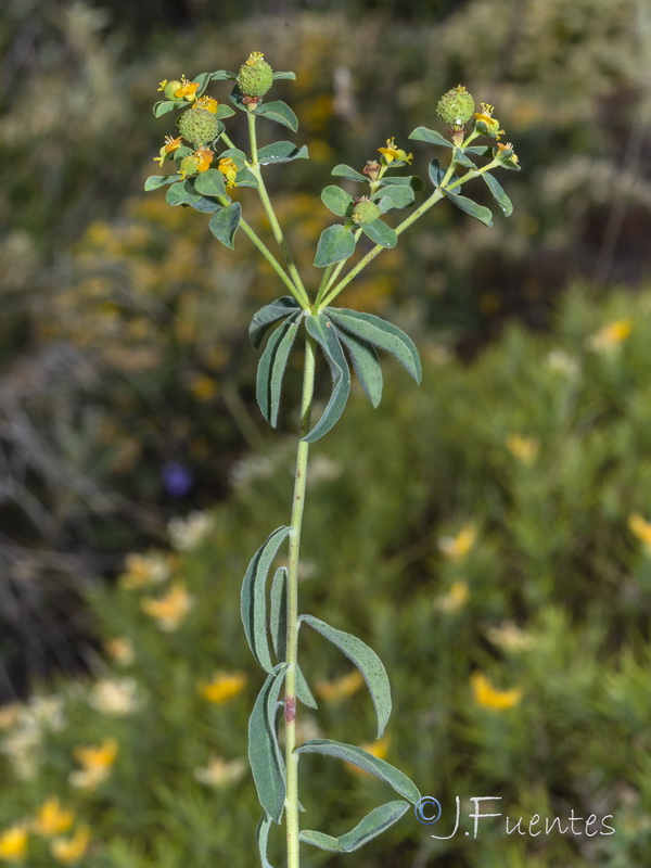 Euphorbia flavicoma bermejense.08