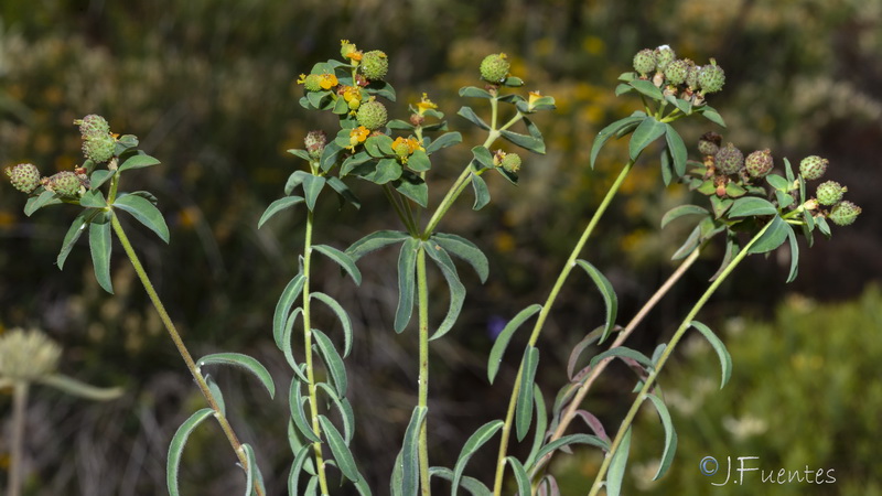 Euphorbia flavicoma bermejense.09