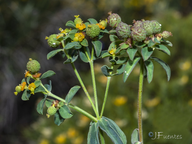 Euphorbia flavicoma bermejense.11