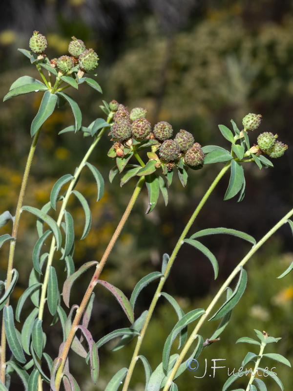 Euphorbia flavicoma bermejense.12