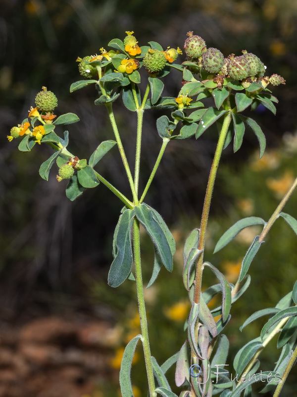 Euphorbia flavicoma bermejense.13