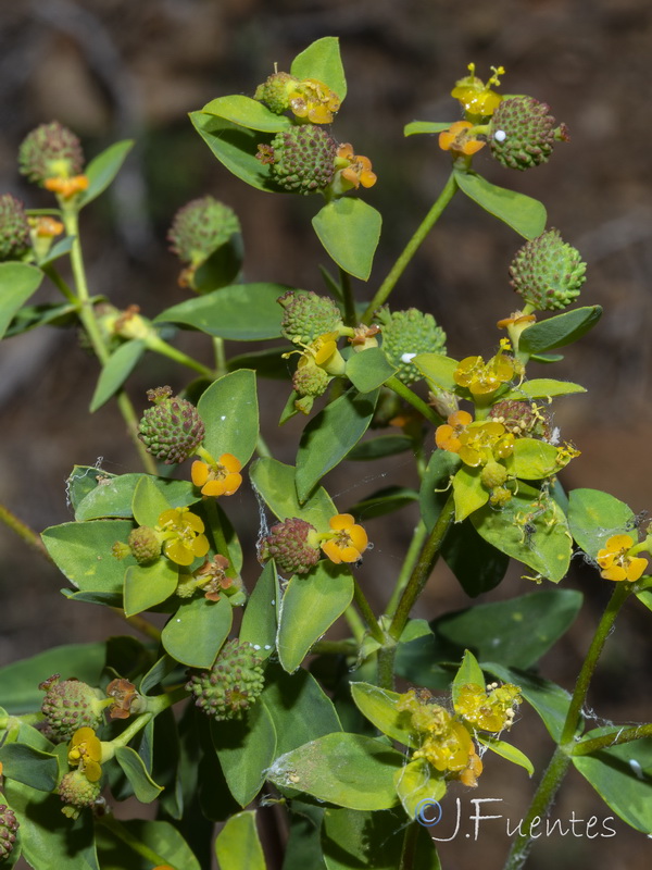 Euphorbia flavicoma bermejense.14