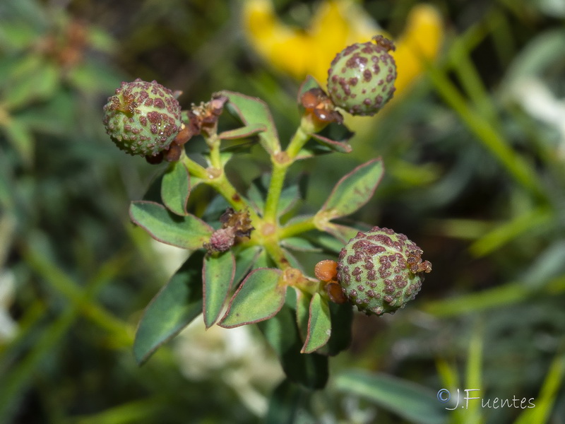 Euphorbia flavicoma bermejense.15