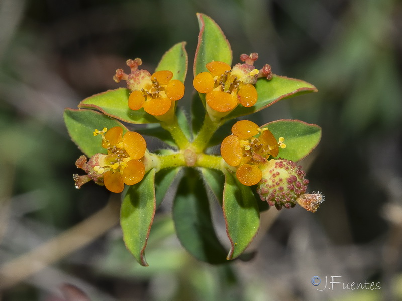 Euphorbia flavicoma bermejense.16