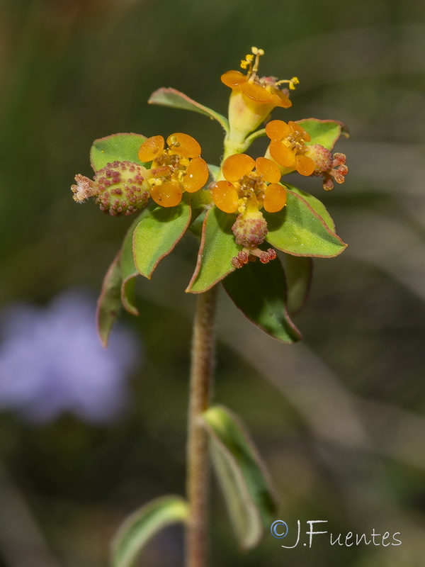 Euphorbia flavicoma bermejense.17