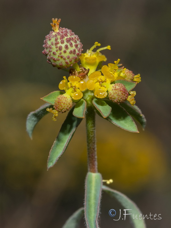 Euphorbia flavicoma bermejense.18