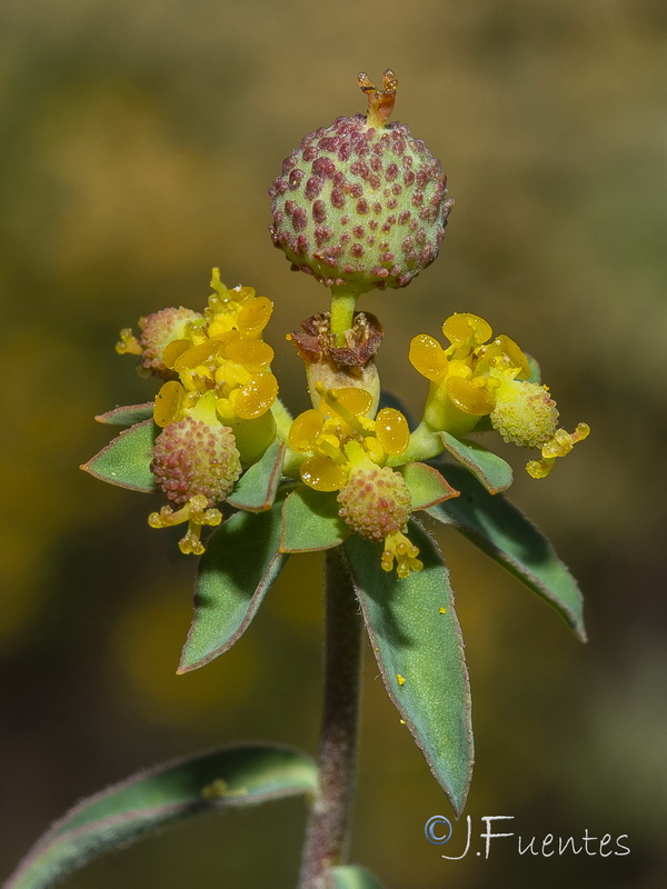 Euphorbia flavicoma bermejense.19
