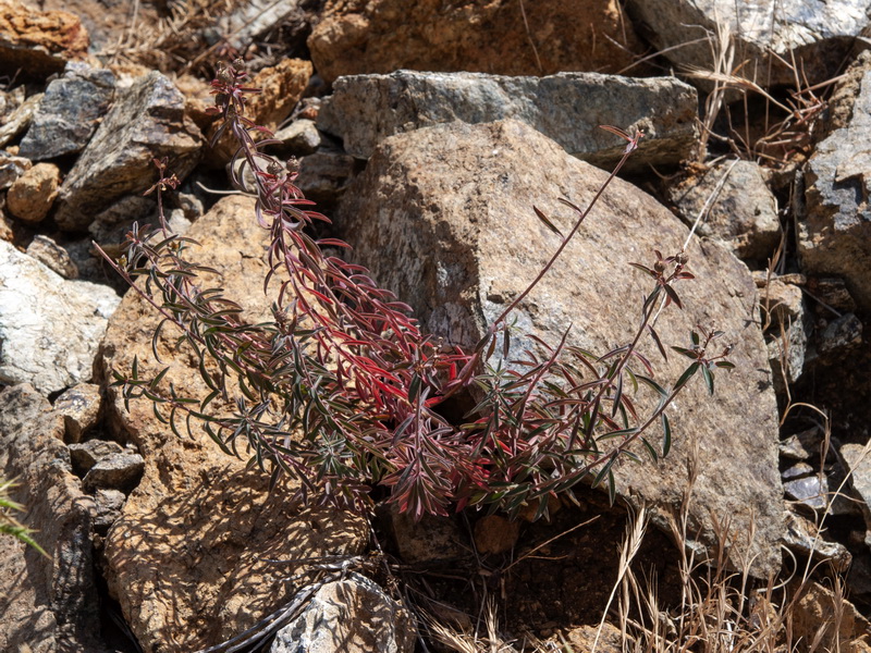 Euphorbia flavicoma bermejense.20