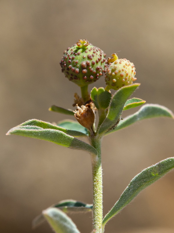 Euphorbia flavicoma bermejense.22