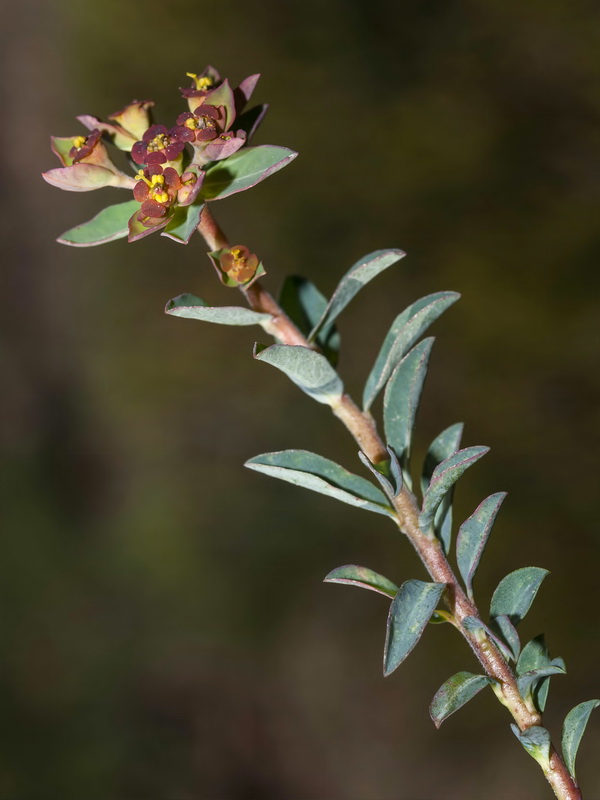 Euphorbia flavicoma flavicoma.02