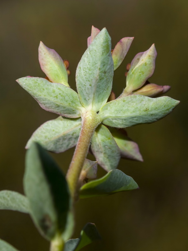 Euphorbia flavicoma flavicoma.03