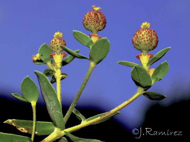 Euphorbia flavicoma flavicoma.24