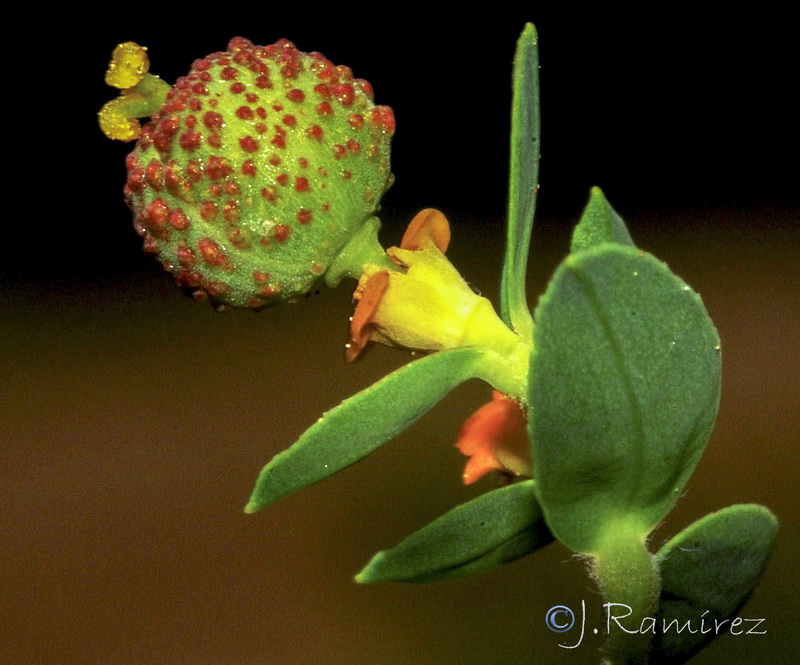 Euphorbia flavicoma flavicoma.25