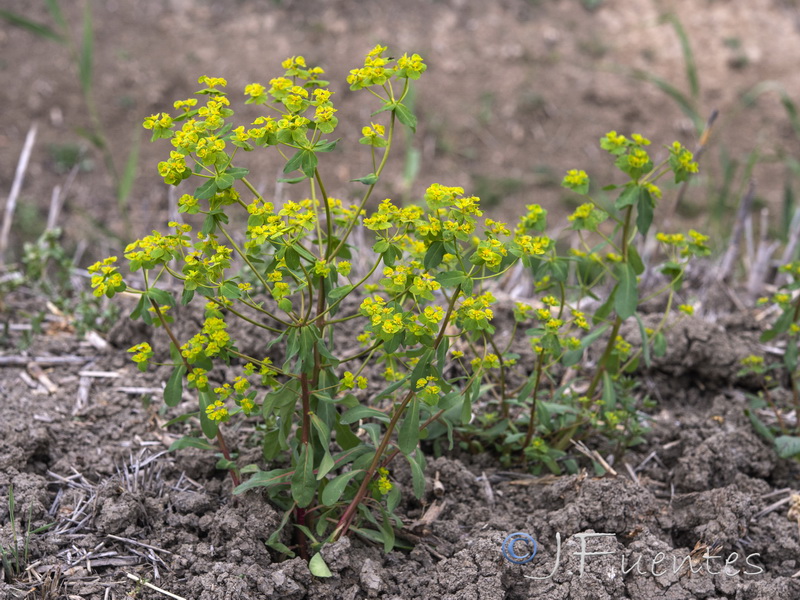 Euphorbia gaditana.04