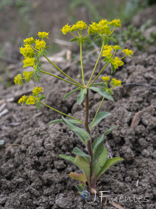 Euphorbia gaditana.07