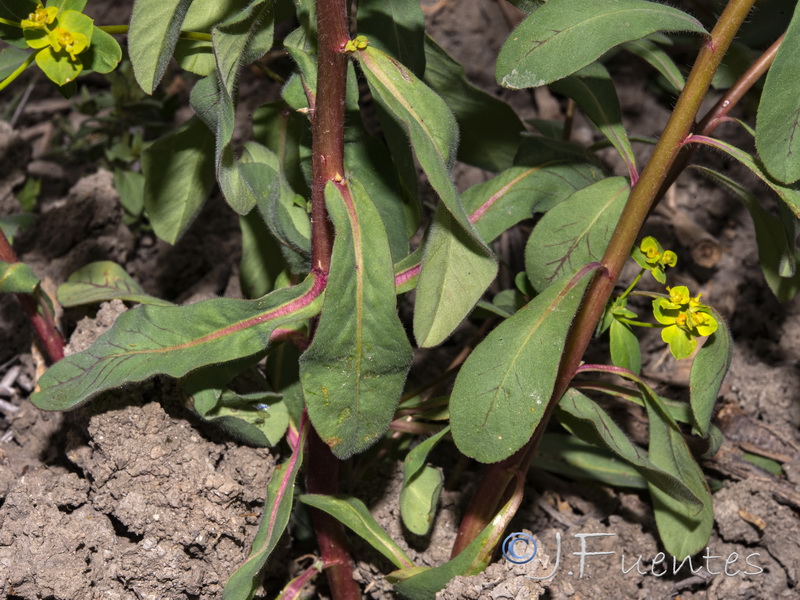 Euphorbia gaditana.11
