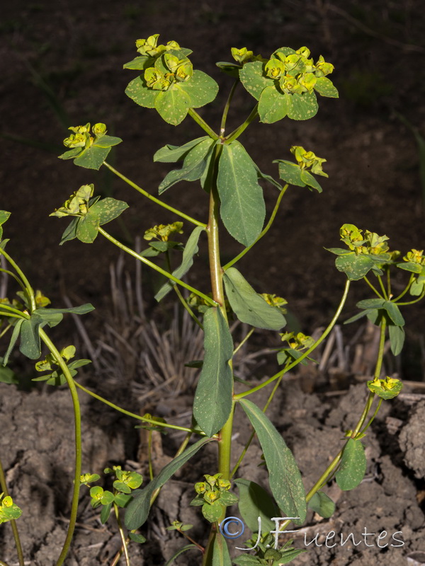 Euphorbia gaditana.12