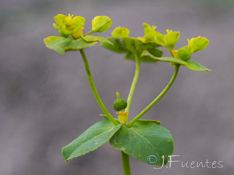 Euphorbia gaditana.14