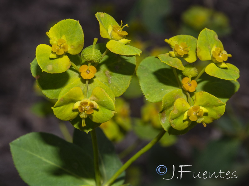 Euphorbia gaditana.18