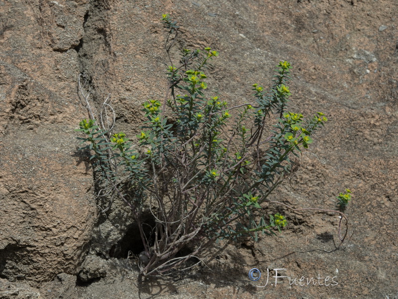 Euphorbia guadalhorcensis.16