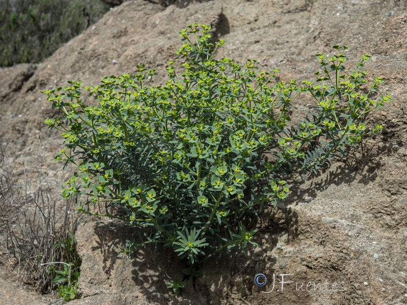 Euphorbia guadalhorcensis.17