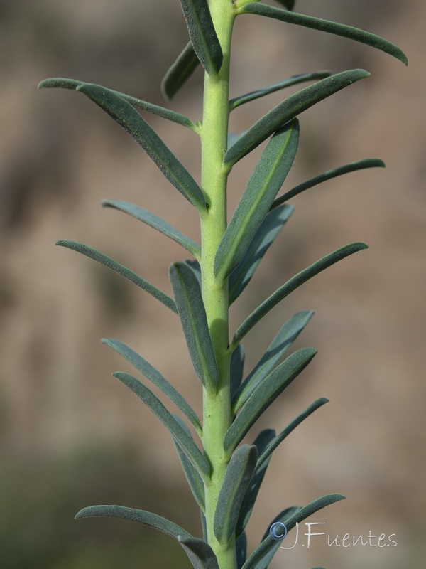 Euphorbia guadalhorcensis.18